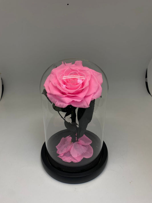 Pink Forever Rose