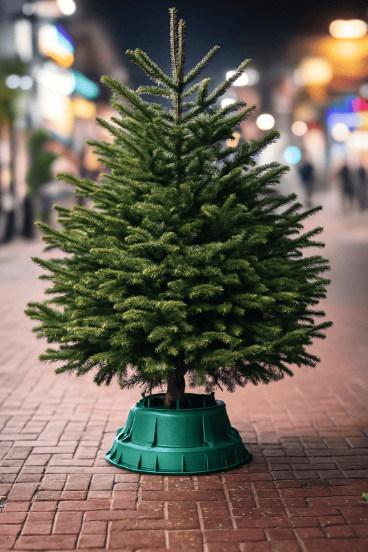 Fresh Cut Nordman Fir Real Christmas Tree 6 to 7ft