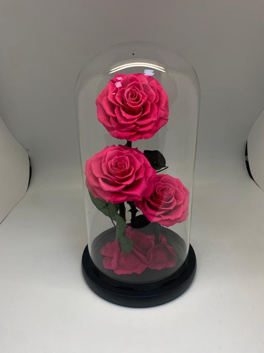3 Forever Rose Fuchsia￼