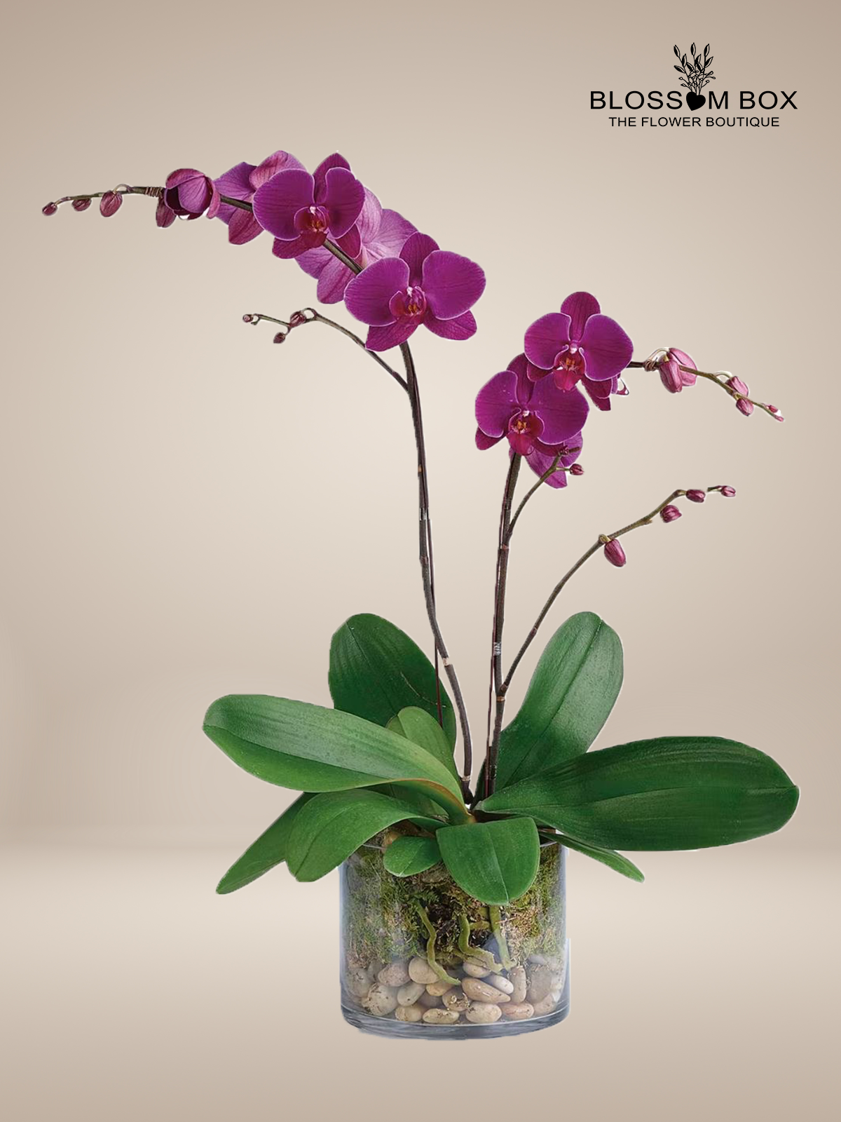 2 Purple Orchids