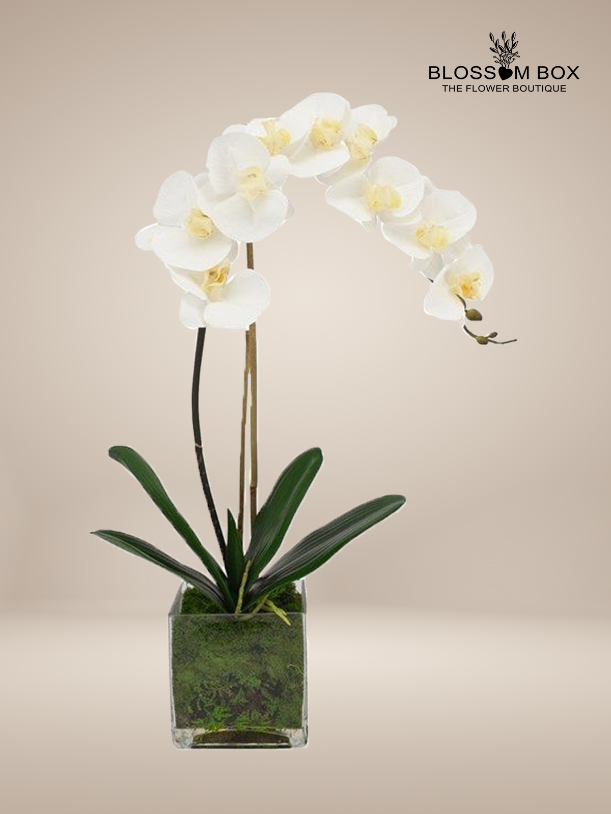 White Orchid