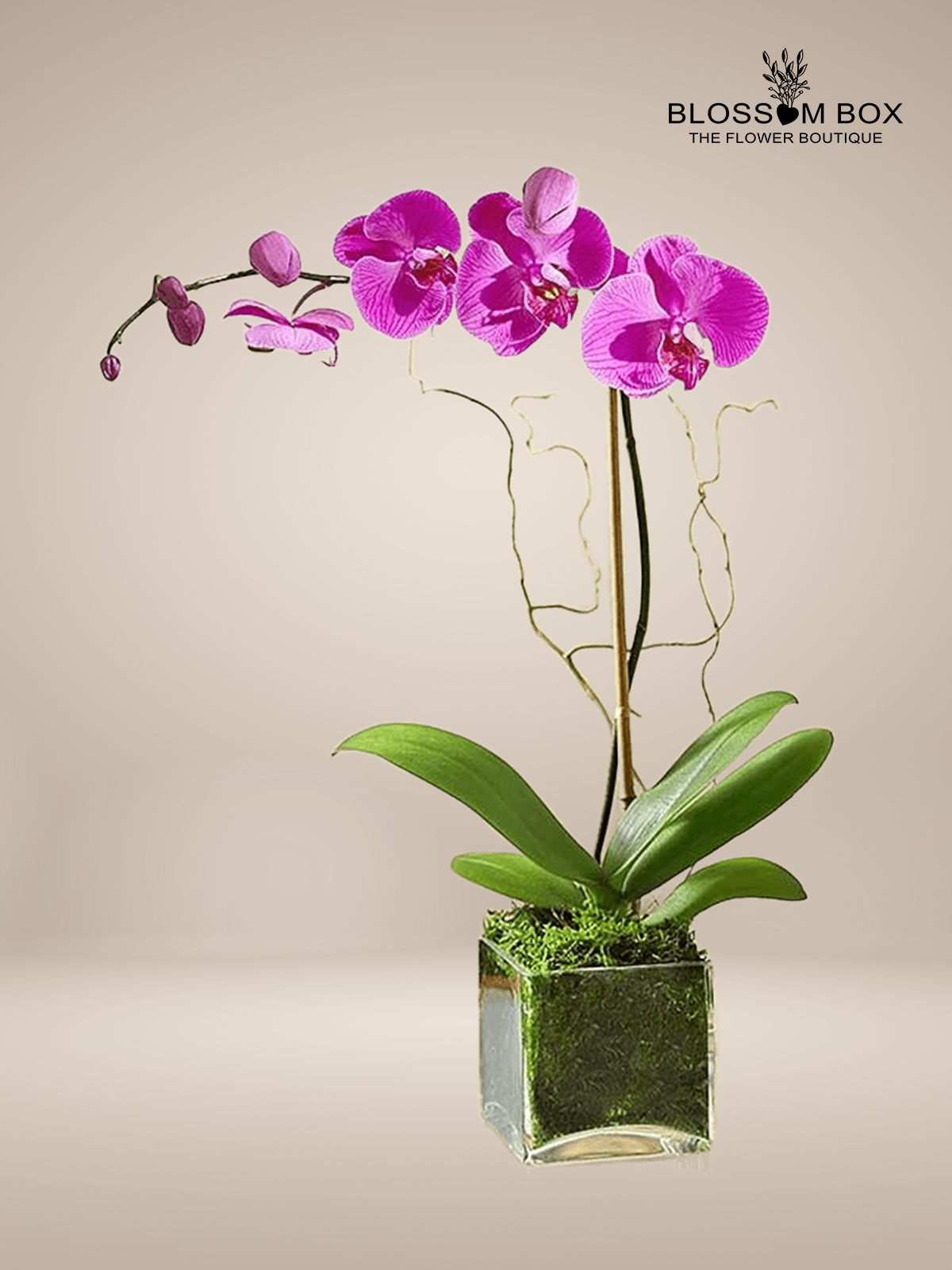 Purple Orchid